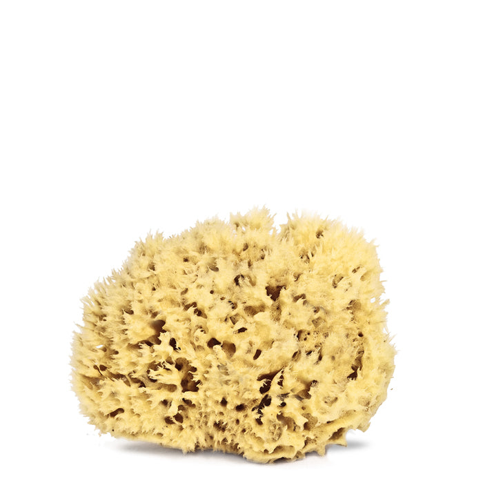 Organic Mediterranean Sea Sponges for cleansing your body and face or for bathing kids. 10 x 7 x 10cm. Soft and spongy.